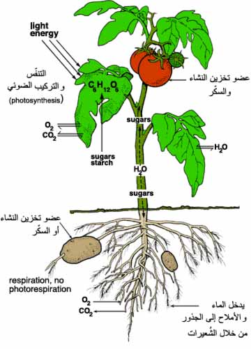 الجذور جزء من النبات يقوم بعملية البناء الضوئي